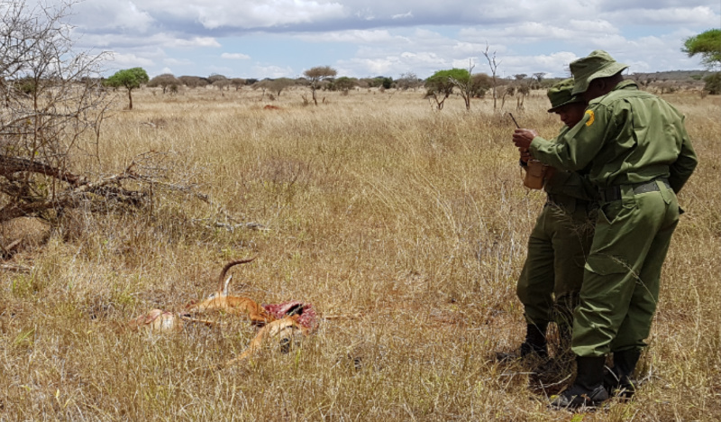 LUMO rangers recording a carcass